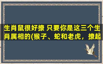 生肖鼠很好撩 只要你是这三个生肖属相的(猴子、蛇和老虎，撩起生肖鼠更得心应手！)